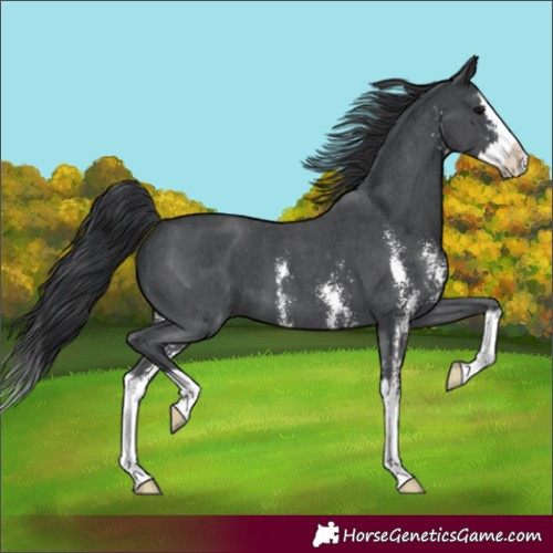 Horse Color:Unknown 