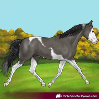 Horse Color:Grullo Splash Tobiano