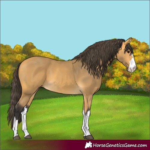 Horse Color:Buckskin 