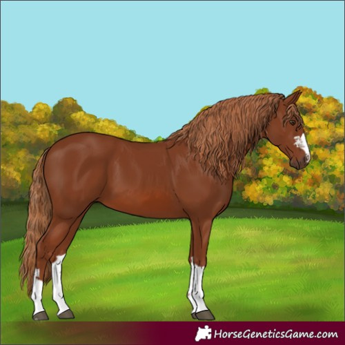Horse Color:Chestnut 