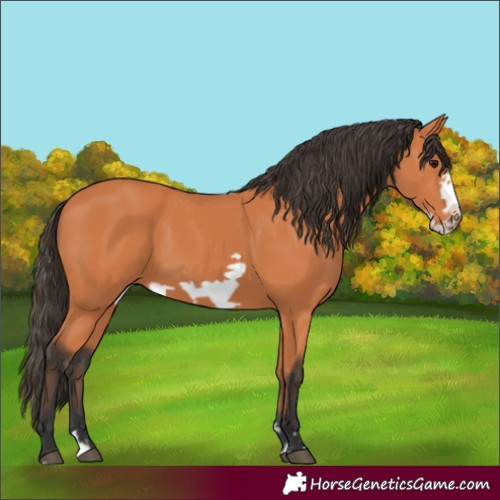 Horse Color:Bay Frame 