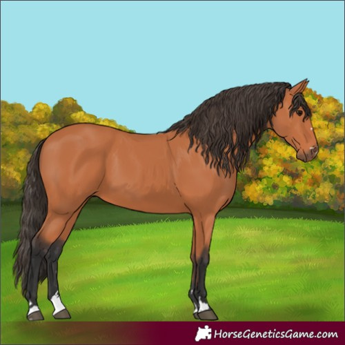 Horse Color:Bay 