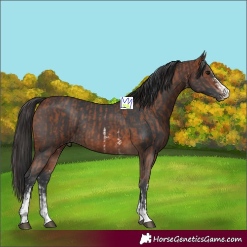 Horse Color:Bay Sabino Rabicano  and Brown Sabino Rabicano 