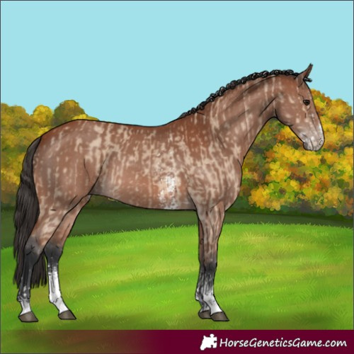 Horse Color:Bay Dun Sabino Rabicano and Bay Sabino Rabicano