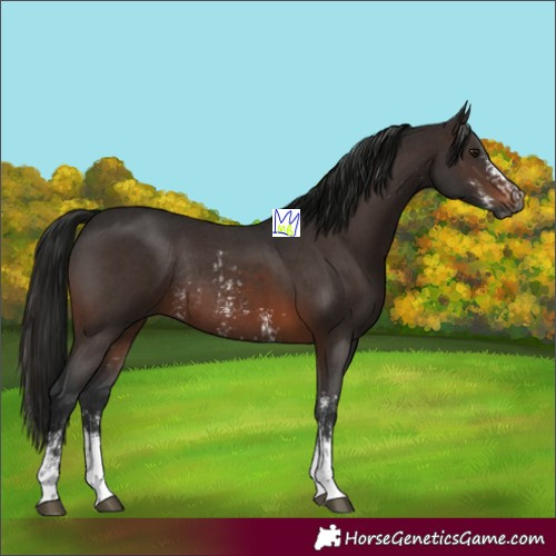Horse Color:Gray Brown Sabino Rabicano  and Gray Brown Sabino Rabicano 