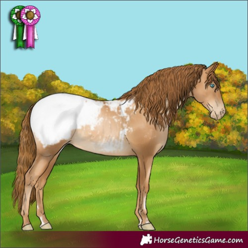 Horse Color:Gray Gold Champagne Pearl Snowcap