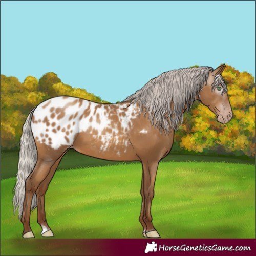 Horse Color:Gray Silver Amber Champagne Blanket Rabicano 