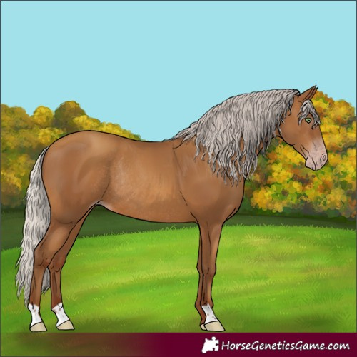 Horse Color:Gray Silver Amber Champagne Rabicano 