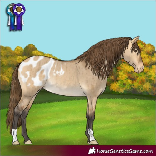 Horse Color:Buckskin Dun Varnish Rabicano Brindle 