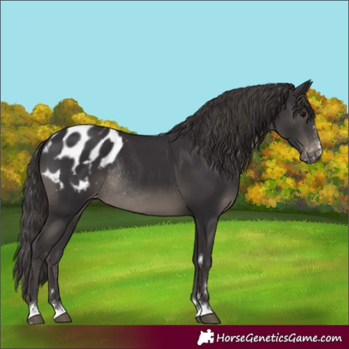 Horse Color:Smoky Black Varnish Rabicano 
