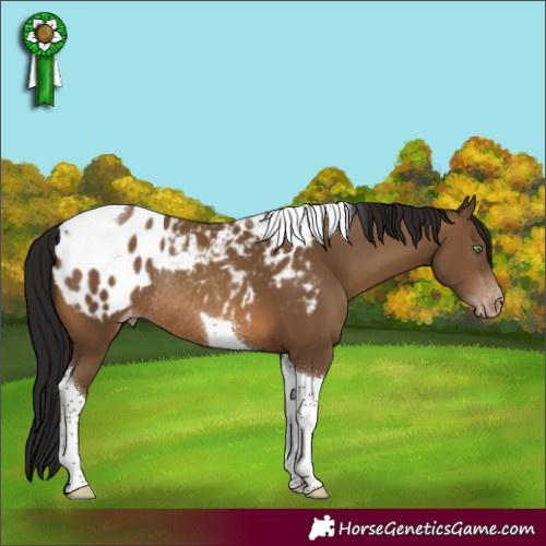 Horse Color:Gray Amber Champagne Tobiano Blanket Rabicano