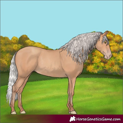 Horse Color:Silver Amber Champagne Rabicano 