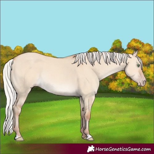 Horse Color:Silver Amber Champagne Dun Rabicano 