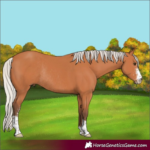 Horse Color:Silver Bay Sabino Rabicano 