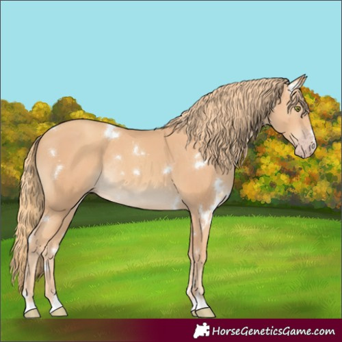 Horse Color:White Spotted Gold Champagne Rabicano 