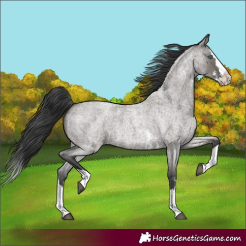 Horse Color:Grullo Roan Sabino Splash