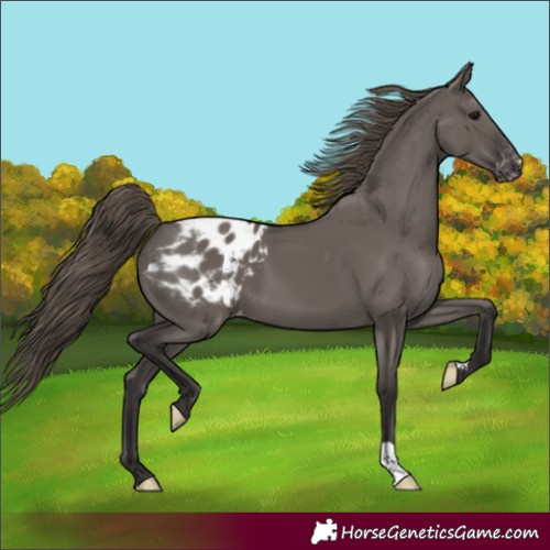 Horse Color:Smoky Grullo Blanket 