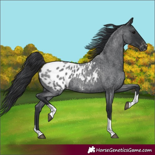 Horse Color:Unknown 