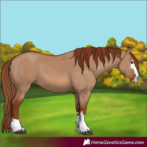 Horse Color:Red Dun