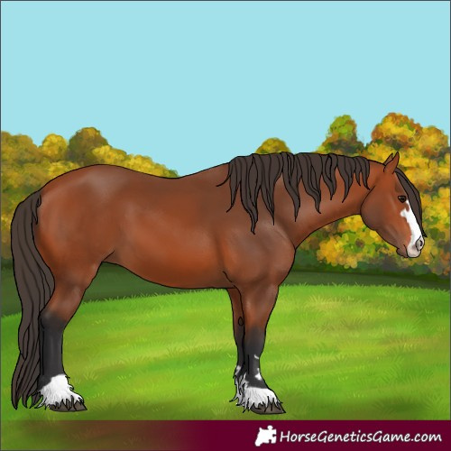 Horse Color:Bay 