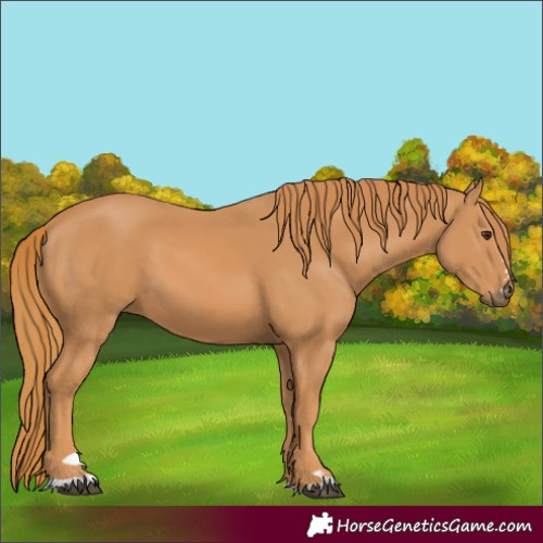 Horse Color:Chestnut 