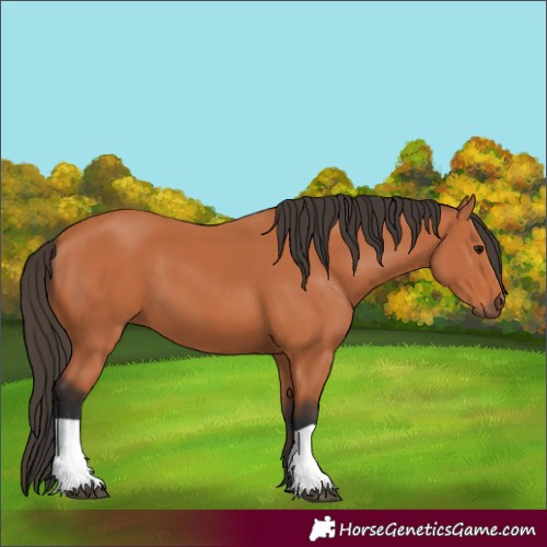 Horse Color:Bay 