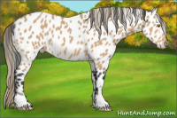 Horse Color:Buckskin Roan Leopard