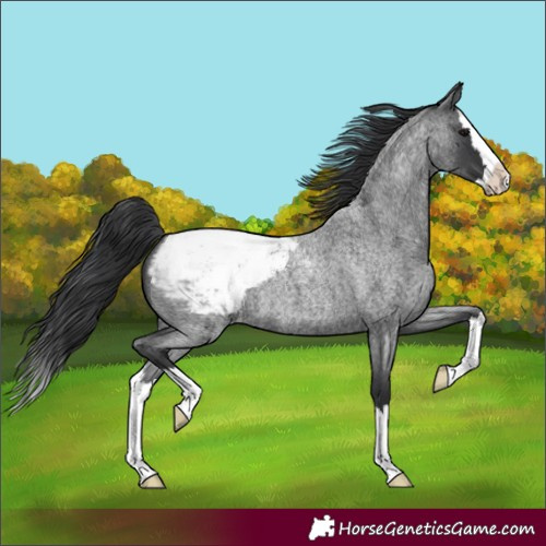 Horse Color:Unknown 