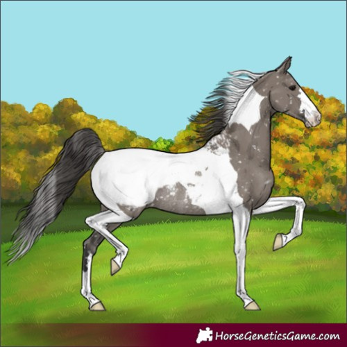 Horse Color:Grullo Tobiano Snowcap Rabicano