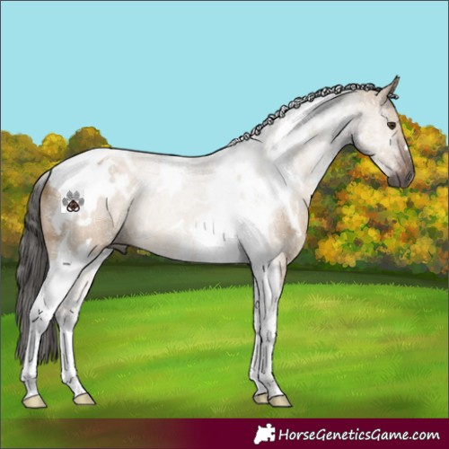 Horse Color:Gray White Spotted Liver Red Dun Tobiano 