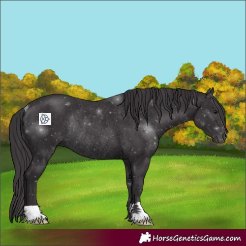 Horse Color:Smoky Black Rabicano