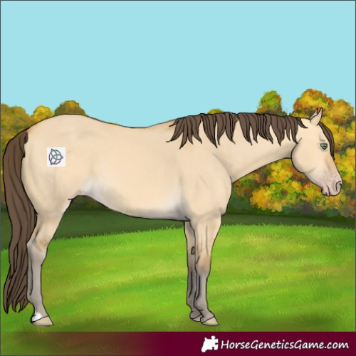Horse Color:Amber Cream Champagne Dun 