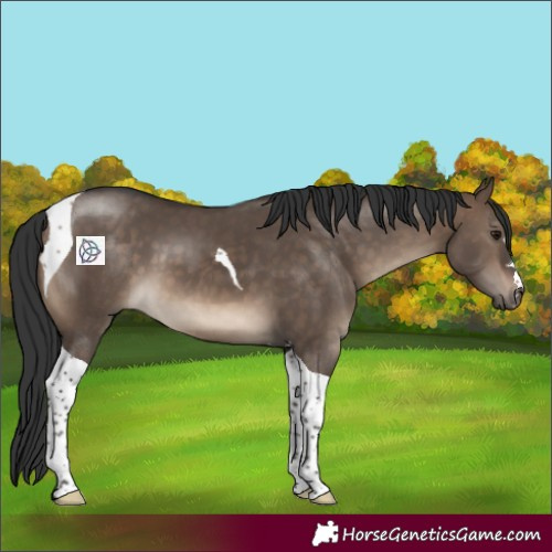 Horse Color:Brown Dun Tobiano