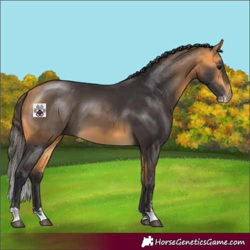 Horse Color:Buckskin Sabino