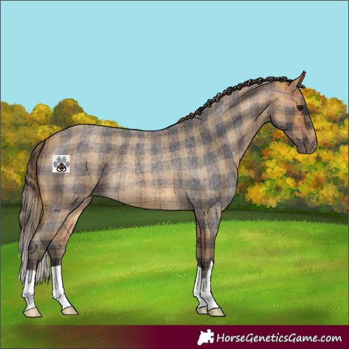 Horse Color:Plaid Buckskin Roan