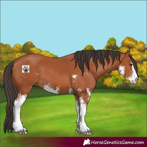 Horse Color:Bay Sabino