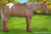 Horse Color:Chestnut Appaloosa 