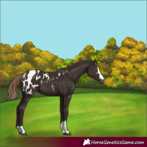 Horse Color:Liver Chestnut Blanket
