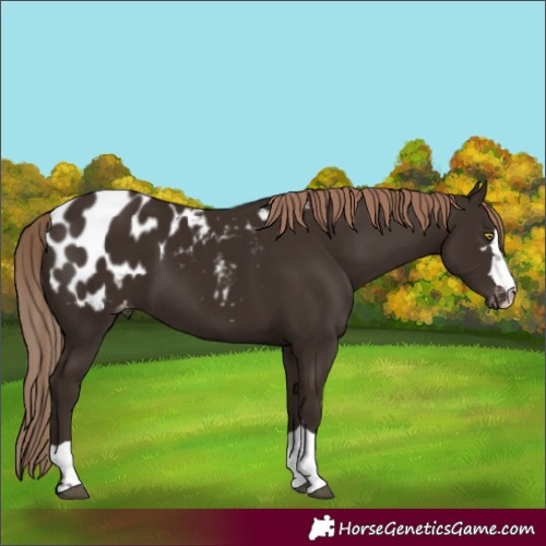 Horse Color:Liver Chestnut Blanket 