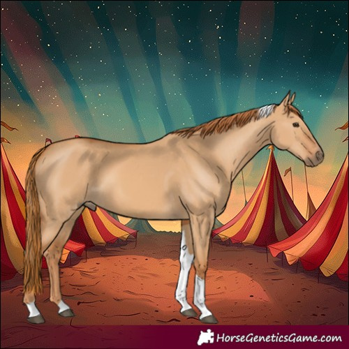 Horse Color:Red Dun Tobiano 