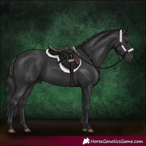 Horse Color:Black and Smoky Black