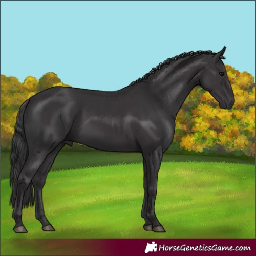 Horse Color:Black  and Smoky Black 