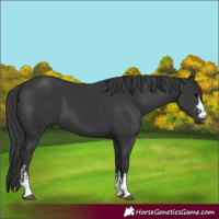 Horse Color:Black and Black
