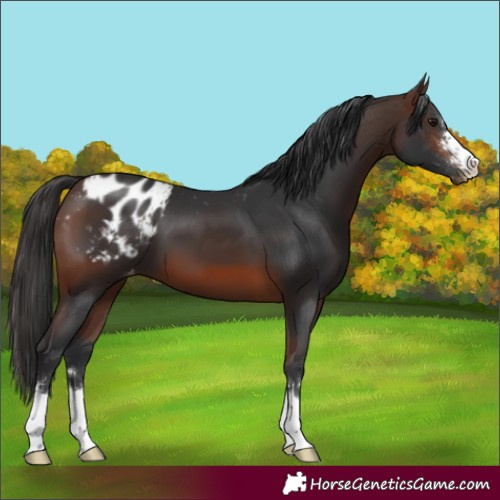 Horse Color:Brown Varnish 
