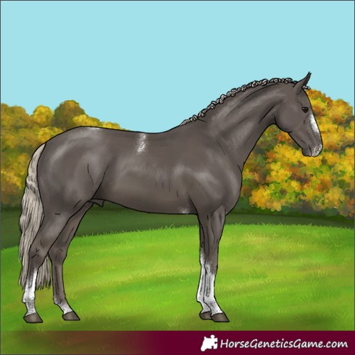 Horse Color:Silver Smoky Black Tobiano Frame Rabicano 