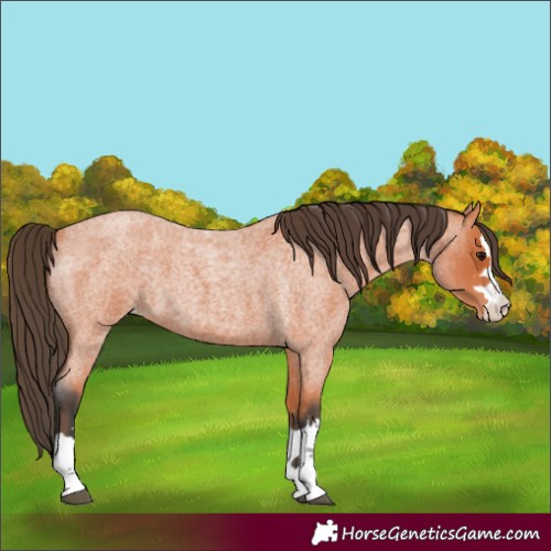 Horse Color:Bay Roan Blanket