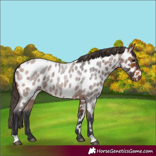 Horse Color:Bay Roan Near Leopard 
