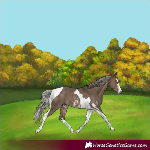 Horse Color:Gray Silver Bay Dun Sabino Splash Tobiano