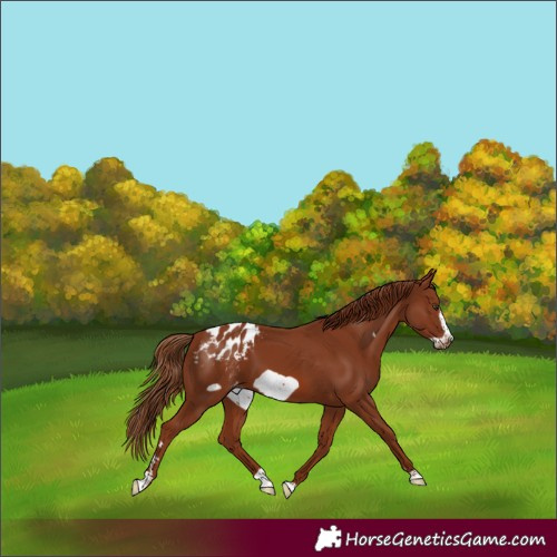 Horse Color:Chestnut Frame Blanket 