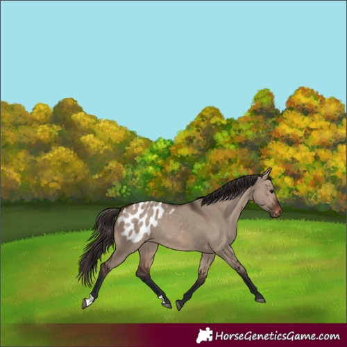 Horse Color:Brown Dun Blanket Rabicano 